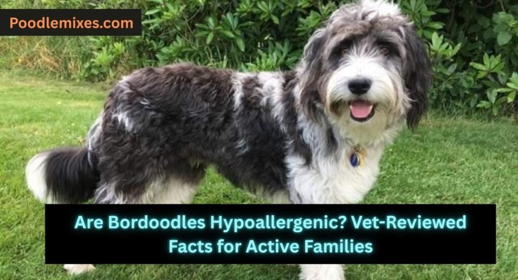 Are Bordoodles Hypoallergenic