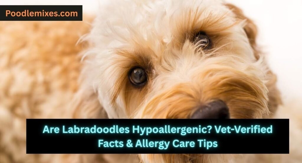 Are Labradoodles Hypoallergenic