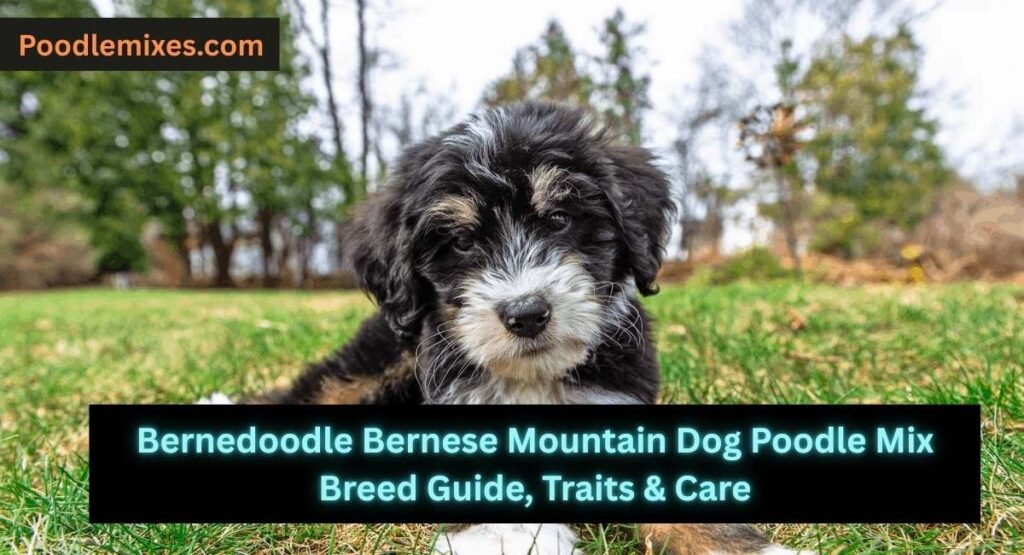 Bernedoodle Bernese Mountain Dog Poodle Mix