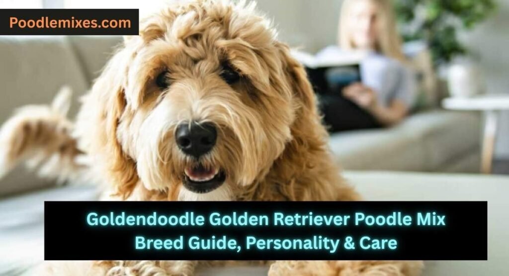 Goldendoodle Golden Retriever Poodle Mix Breed