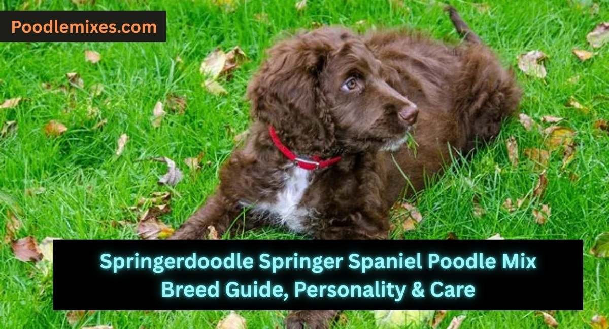 Springerdoodle Springer Spaniel Poodle Mix Breed