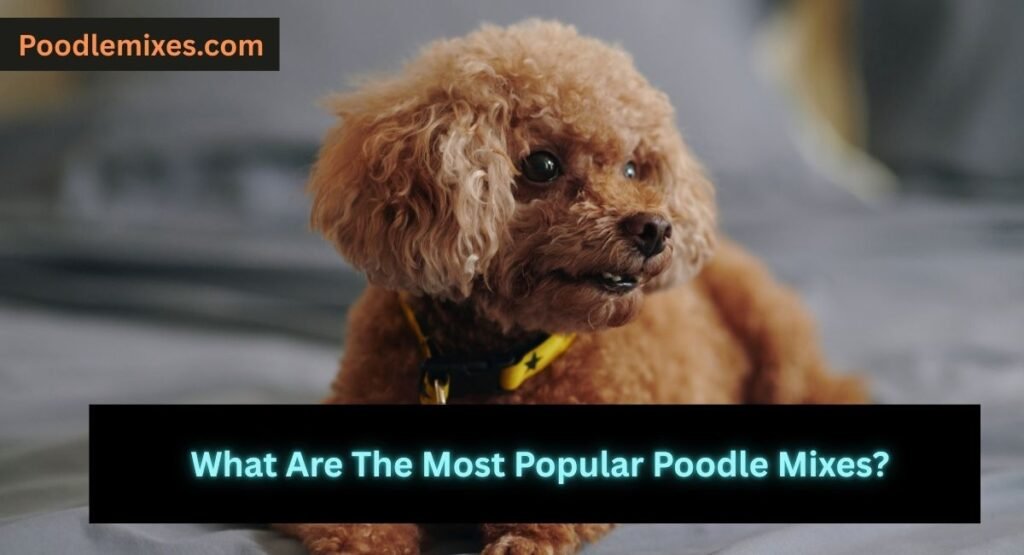 What Are The Most Popular Poodle Mixes?